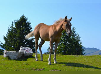 American Quarter Horse Mix, Stallone, Puledri (04/2026), 148 cm