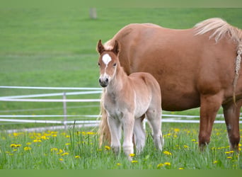American Quarter Horse Mix, Stallone, Puledri (04/2026), 148 cm