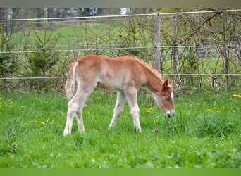 American Quarter Horse Mix, Stallone, Puledri (04/2026), 148 cm