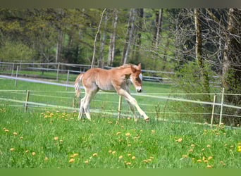American Quarter Horse Mix, Stallone, Puledri (04/2026), 148 cm