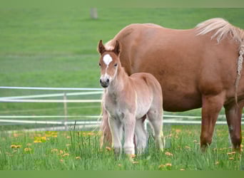 American Quarter Horse Mix, Stallone, Puledri (04/2026), 148 cm