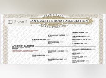 American Quarter Horse, Stallone, Puledri (01/2025), 148 cm, Palomino