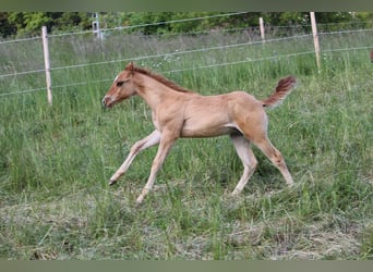 American Quarter Horse, Stallone, Puledri
 (03/2023), 148 cm, Red dun