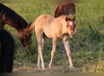 American Quarter Horse, Stallone, Puledri
 (03/2023), 148 cm, Red dun