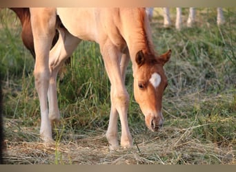 American Quarter Horse, Stallone, Puledri
 (03/2023), 148 cm, Red dun