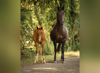 American Quarter Horse, Stallone, Puledri (04/2026), 148 cm, Sauro