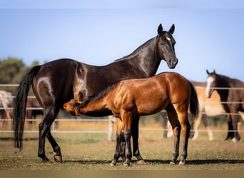 American Quarter Horse, Stallone, Puledri (05/2026), 150 cm, Baio