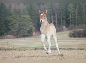 American Quarter Horse, Stallone, Puledri
 (02/2024), 150 cm, Baio