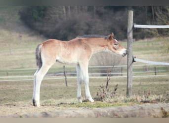 American Quarter Horse, Stallone, Puledri
 (02/2024), 150 cm, Baio