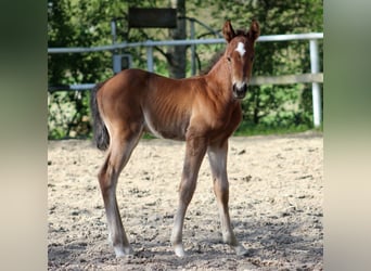American Quarter Horse, Stallone, Puledri
 (04/2024), 150 cm, Baio