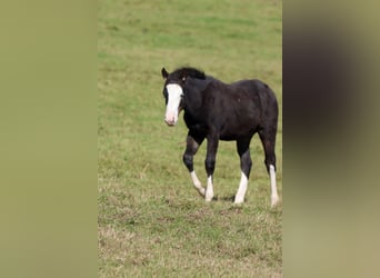 American Quarter Horse, Stallone, Puledri (05/2025), 150 cm, Baio scuro