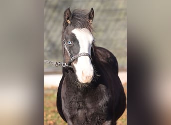 American Quarter Horse, Stallone, Puledri (05/2025), 150 cm, Baio scuro