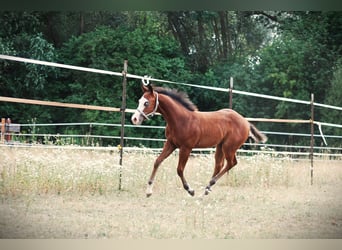 American Quarter Horse, Stallone, Puledri (04/2026), 150 cm, Baio scuro