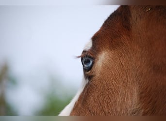 American Quarter Horse, Stallone, Puledri (04/2026), 150 cm, Baio scuro