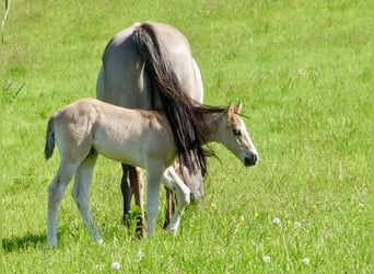 American Quarter Horse, Stallone, Puledri
 (04/2024), 150 cm, Grullo