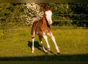 American Quarter Horse, Stallone, Puledri (06/2026), 150 cm, Overo-tutti i colori