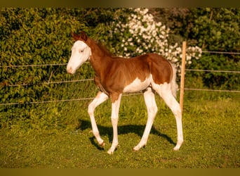 American Quarter Horse, Stallone, Puledri (06/2026), 150 cm, Overo-tutti i colori