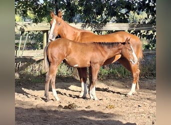 American Quarter Horse, Stallone, Puledri (04/2026), 150 cm, Overo-tutti i colori