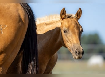 American Quarter Horse, Stallone, Puledri (05/2026), 150 cm, Palomino