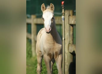 American Quarter Horse, Stallone, Puledri
 (04/2024), 150 cm, Palomino