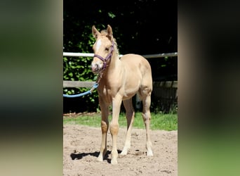 American Quarter Horse, Stallone, , 150 cm, Palomino