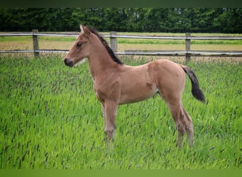 American Quarter Horse, Stallone, Puledri
 (04/2024), 150 cm, Pelle di daino