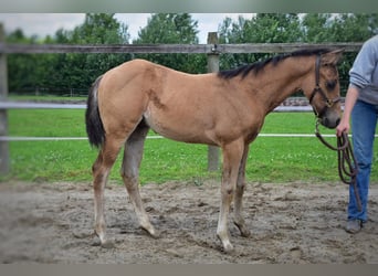 American Quarter Horse, Stallone, Puledri
 (04/2024), 150 cm, Pelle di daino