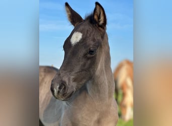 American Quarter Horse, Stallone, , 150 cm, Pelle di daino