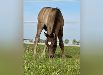 American Quarter Horse, Stallone, , 150 cm, Pelle di daino