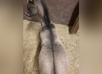 American Quarter Horse, Stallone, , 150 cm, Pelle di daino