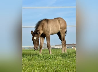 American Quarter Horse, Stallone, , 150 cm, Pelle di daino