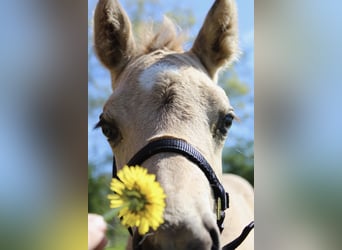American Quarter Horse, Stallone, Puledri (04/2026), 150 cm, Pelle di daino