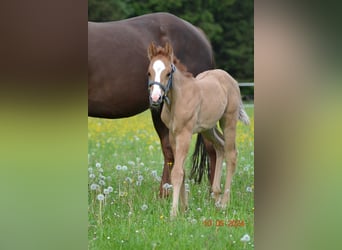 American Quarter Horse, Stallone, Puledri
 (04/2024), 150 cm, Red dun