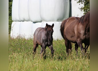 American Quarter Horse, Stallone, Puledri
 (04/2024), 150 cm, Roano blu