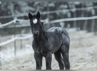 American Quarter Horse, Stallone, , 150 cm, Roano blu