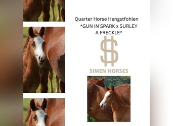 American Quarter Horse, Stallone, , 150 cm, Roano rosso