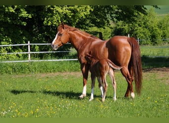 American Quarter Horse, Stallone, Puledri (04/2026), 150 cm, Sauro