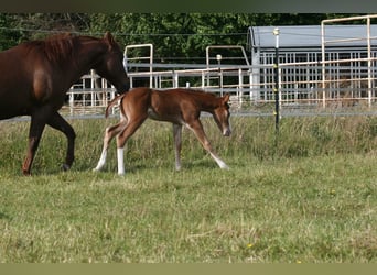 American Quarter Horse, Stallone, Puledri (05/2025), 150 cm, Sauro
