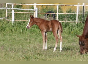 American Quarter Horse, Stallone, Puledri (05/2025), 150 cm, Sauro