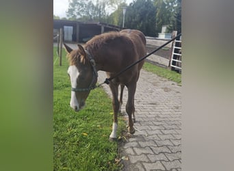 American Quarter Horse, Stallone, Puledri (05/2026), 150 cm, Sauro