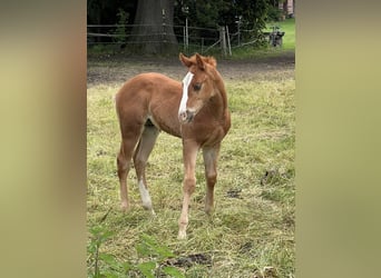 American Quarter Horse, Stallone, Puledri (04/2026), 150 cm, Sauro