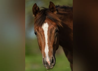 American Quarter Horse, Stallone, Puledri (01/2026), 150 cm, Sauro scuro
