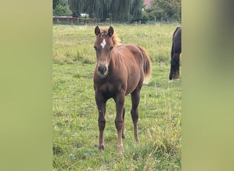 American Quarter Horse, Stallone, Puledri (04/2026), 150 cm, Sauro scuro