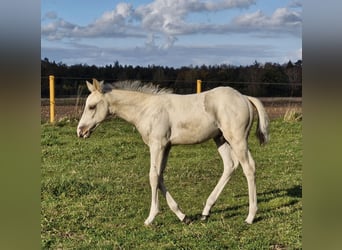 American Quarter Horse, Stallone, Puledri (09/2024), 151 cm, Pelle di daino