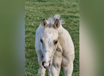 American Quarter Horse, Stallone, Puledri (09/2024), 151 cm, Pelle di daino