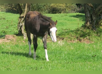 American Quarter Horse, Stallone, Puledri (05/2024), 152 cm, Baio