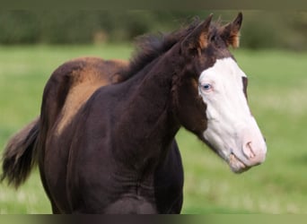 American Quarter Horse, Stallone, Puledri (05/2024), 152 cm, Baio