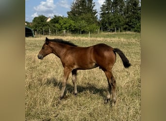 American Quarter Horse, Stallone, Puledri
 (05/2024), 152 cm, Baio