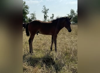 American Quarter Horse, Stallone, Puledri
 (05/2024), 152 cm, Baio