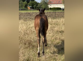 American Quarter Horse, Stallone, Puledri
 (05/2024), 152 cm, Baio